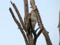 /album/some-overseas-trips/changeable-hawk-eagle-corbett-jpg/